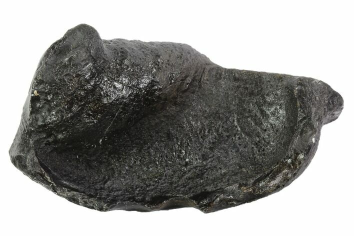 Fossil Whale Ear Bone - Miocene #95738